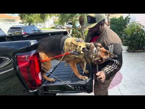 Falcon K9 Protection Video 2