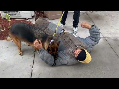 Falcon K9 Protection Video 1