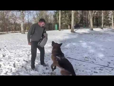 Falcon K9 Protection Video 6