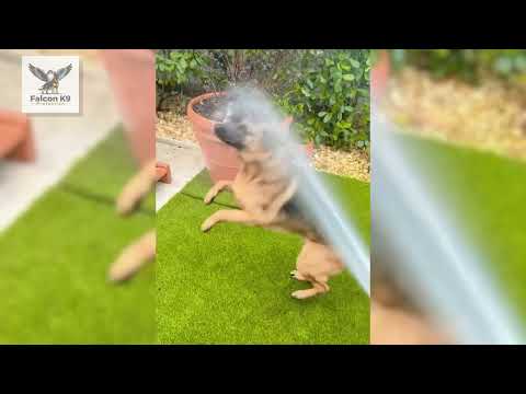 Falcon K9 Protection Video 5