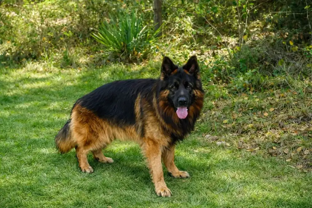 Falcon K9 Protection German Shepherd standing on a lawn, representing the breed's strength, presence, and working ability