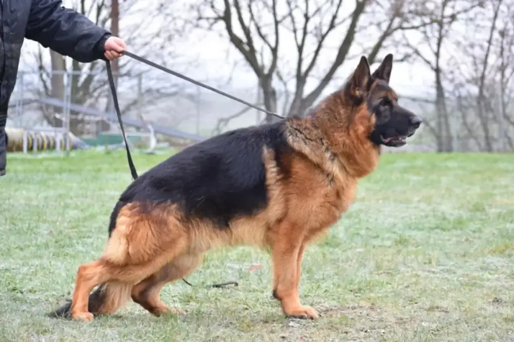 German Shepherd on leash during professional training session, illustrating the discipline and obedience of protection-trained dogs