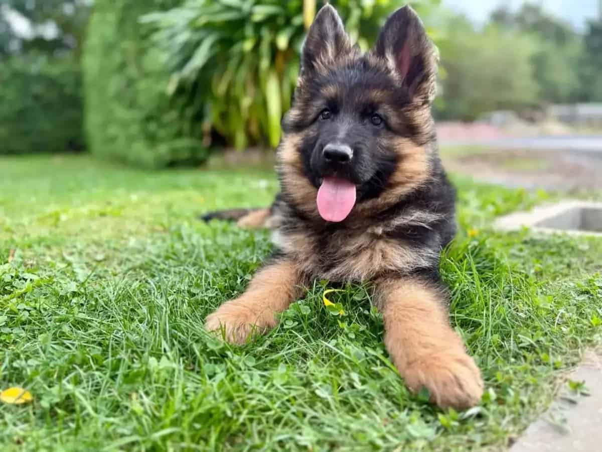 German Shepherd puppy lying on grass with bright eyes and tongue out