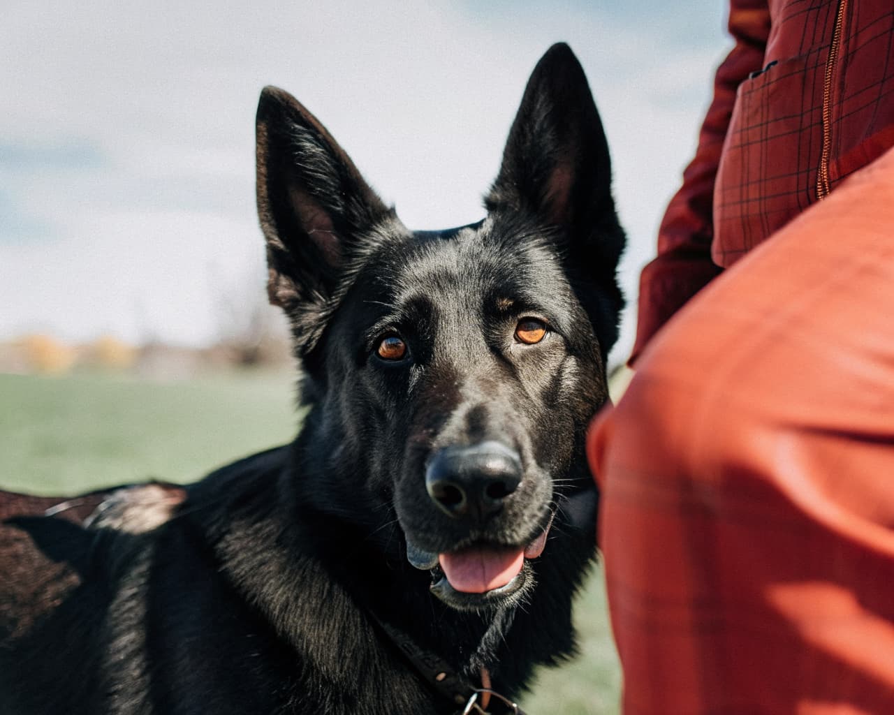 Close-up portrait of a quality German Shepherd protection dog available at Falcon K9 Protection