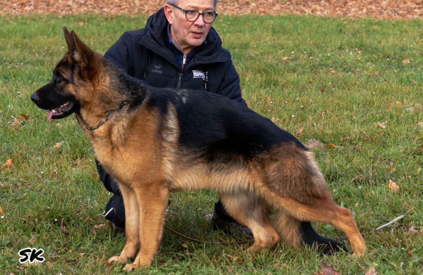 Professional K9 trainer working with a German Shepherd in a structured positive reinforcement session