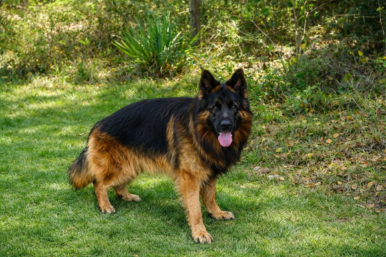 German Shepherd standing calm and stable on a green lawn — the hallmark of a well-managed working dog free from behavioral neurosis