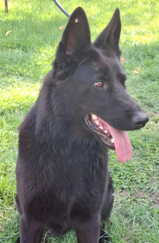 Calla — Solid Black German Shepherd Portrait