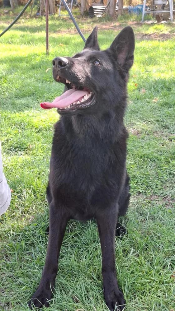 Calla — Solid Black German Shepherd Obedience Training