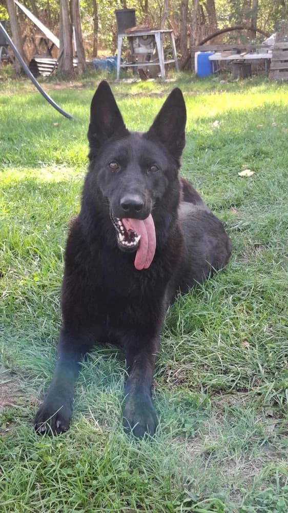 Calla — German Shepherd Guard Dog | Protection Dog For Sale | Falcon K9