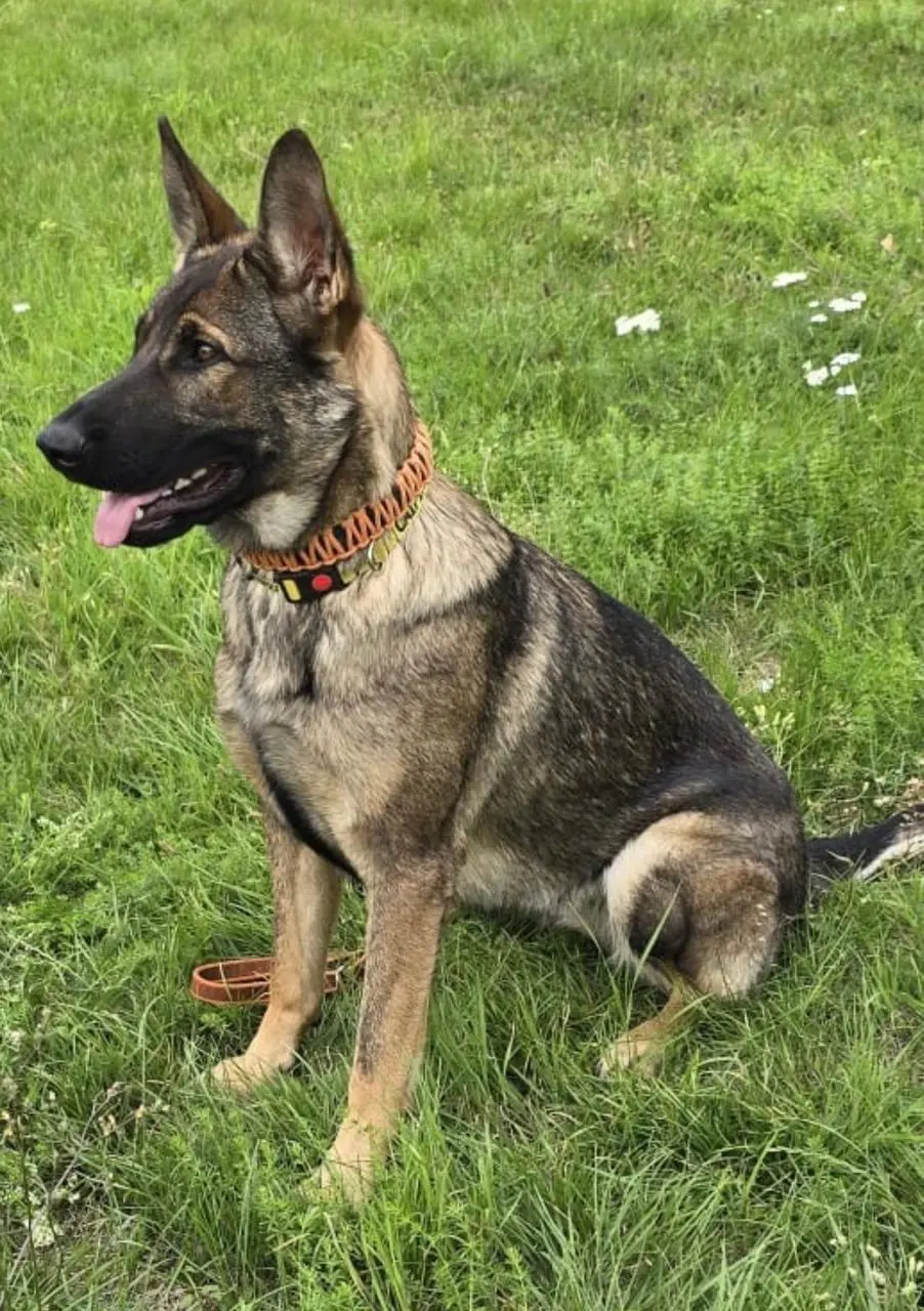 Caprina — SV Pedigree German Shepherd Guard Dog | Protection Dog For Sale | Falcon K9 Protection