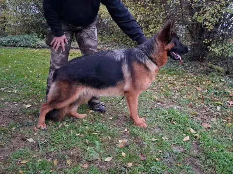 Fee - German Shepherd Guard Dog For Sale | Falcon K9 Protection