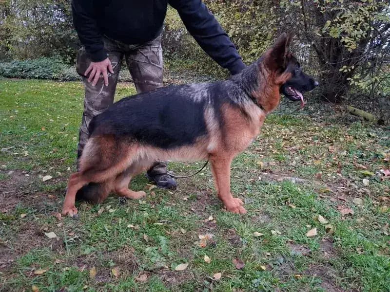 Fee - German Shepherd Guard Dog For Sale | Falcon K9 Protection