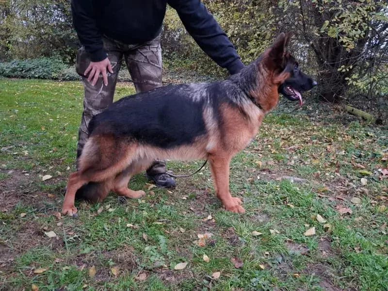 Fee - German Shepherd Guard Dog For Sale | Falcon K9 Protection