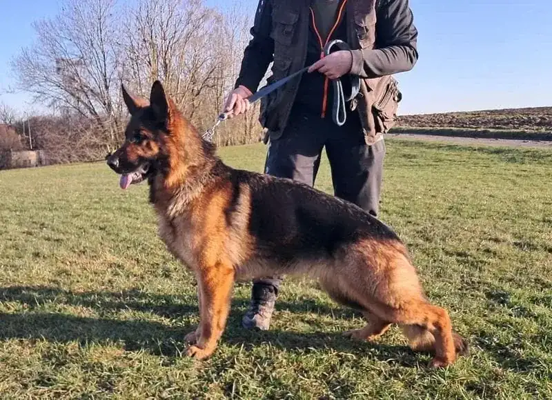 Flavia - German Shepherd Guard Dog For Sale | Falcon K9 Protection