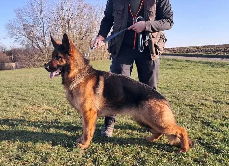Flavia - German Shepherd Guard Dog For Sale | Falcon K9 Protection