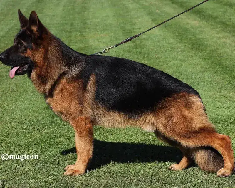 Furbo - German Shepherd Guard Dog For Sale | Falcon K9 Protection