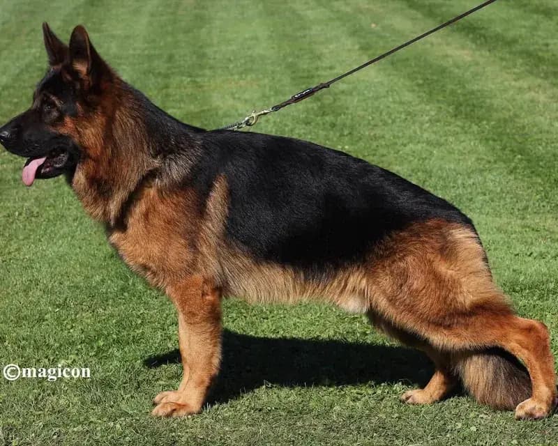 Furbo — German Shepherd Guard Dog | Protection Dog For Sale | Falcon K9 Protection