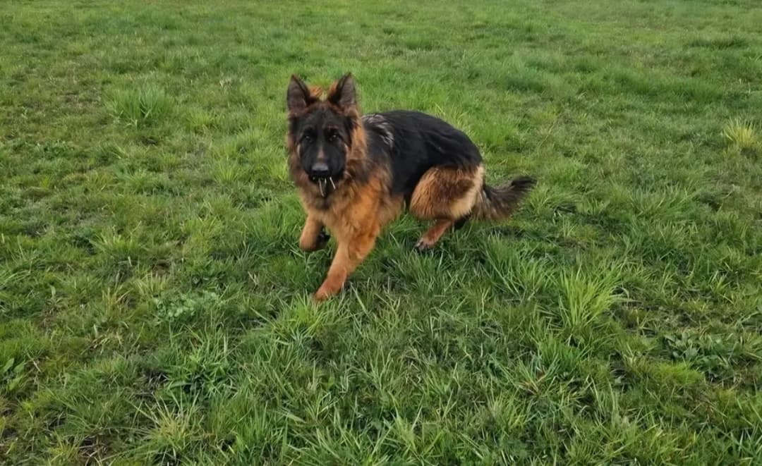 Grace — trained German Shepherd available for corporate security placement | Falcon K9 Protection