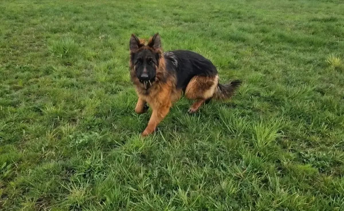 Grace — German Shepherd Guard Dog | Protection Dog For Sale | Falcon K9