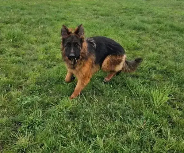 Grace — German Shepherd Guard Dog | Protection Dog For Sale | Falcon K9