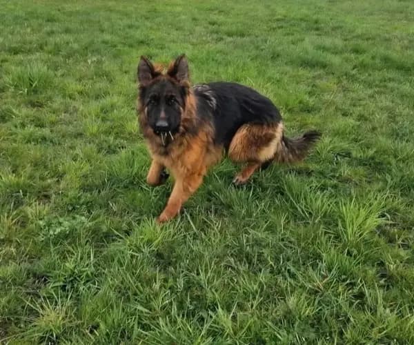 Grace — German Shepherd Guard Dog | Protection Dog For Sale | Falcon K9