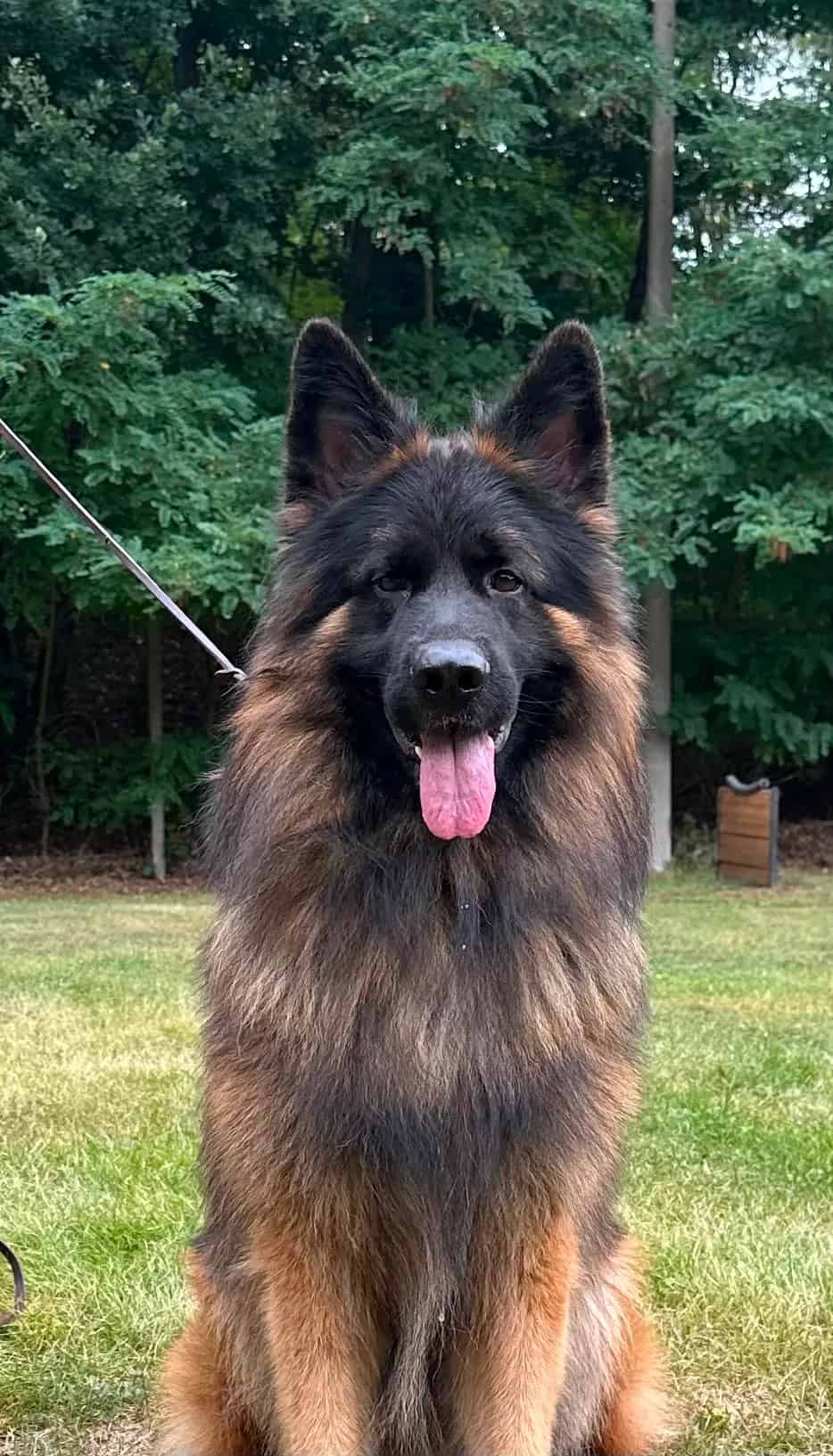 Johnny-Walker vom Lamorak — German Shepherd Guard Dog | IGP1 Titled | Falcon K9 Protection