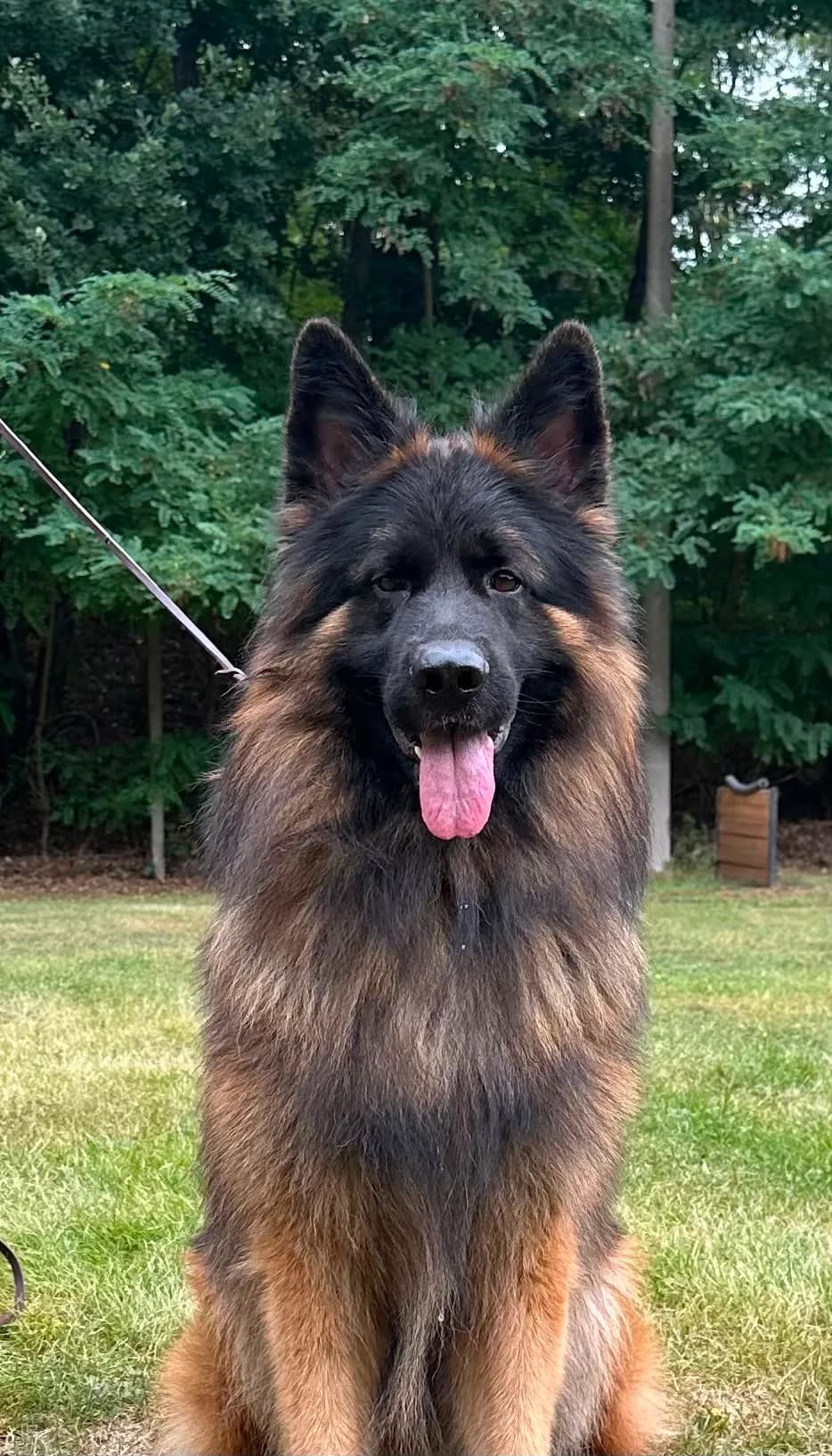 Johnny-Walker — German Shepherd Guard Dog | Protection Dog For Sale | Falcon K9