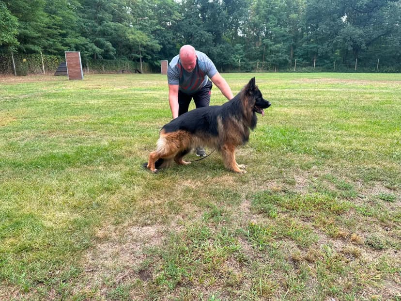 Johnny-Walker — German Shepherd Male