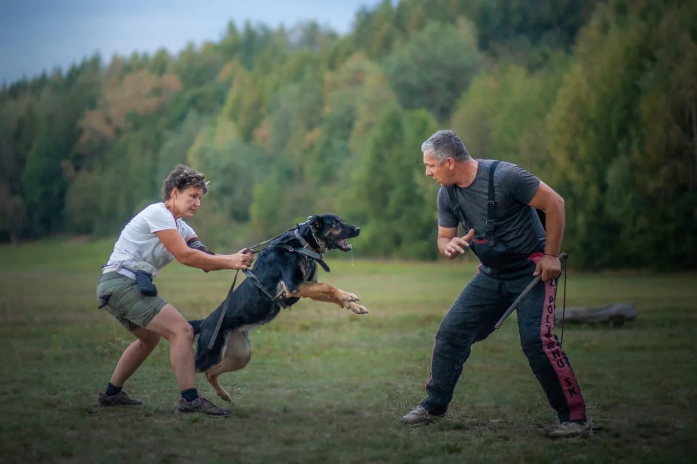 Julka — German Shepherd Protection Work Training
