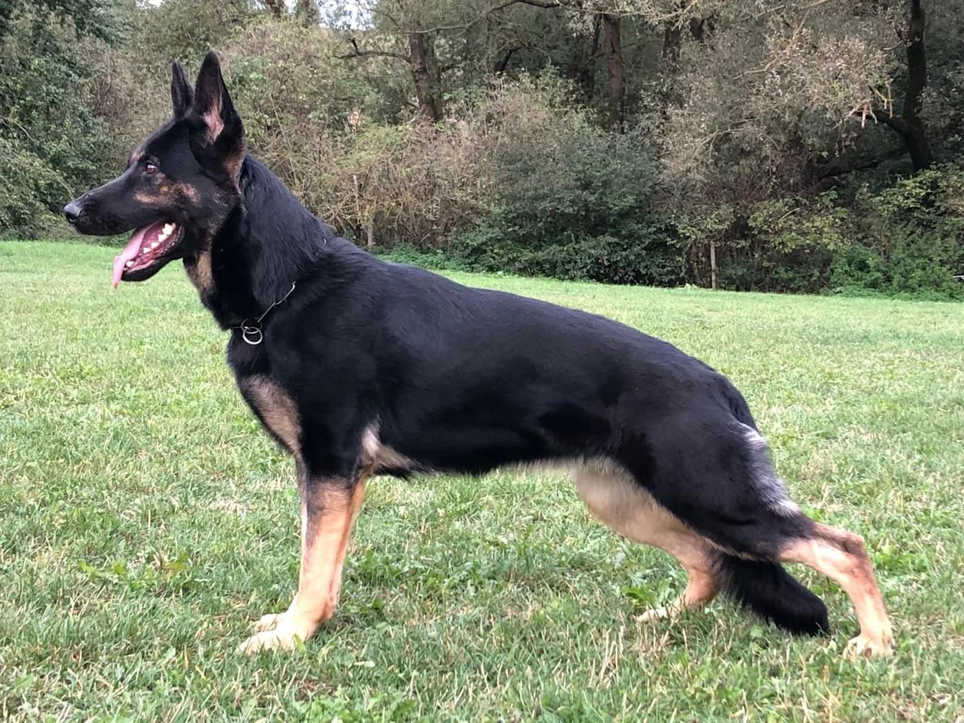 Julka — German Shepherd Structure and Movement