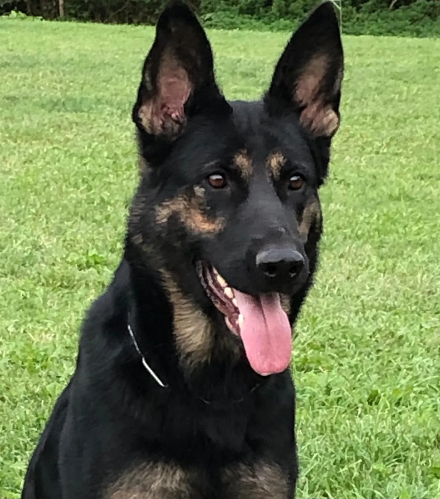 Julka — German Shepherd Close-Up Portrait
