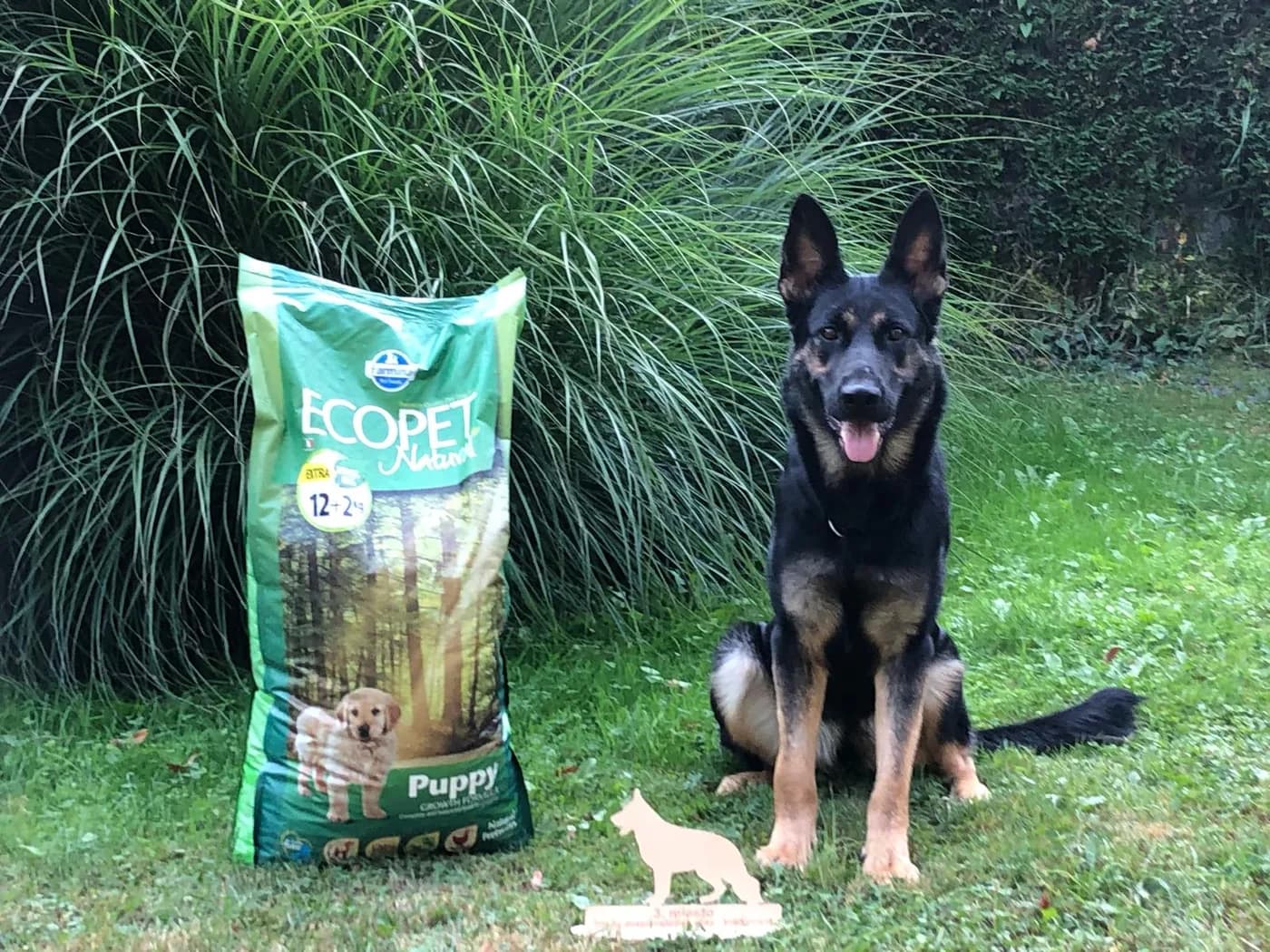 Julka — German Shepherd Competition Award