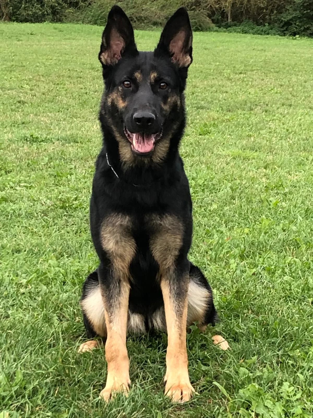 Julka — IGP2 Titled Female German Shepherd Protection Dog | Falcon K9 Protection