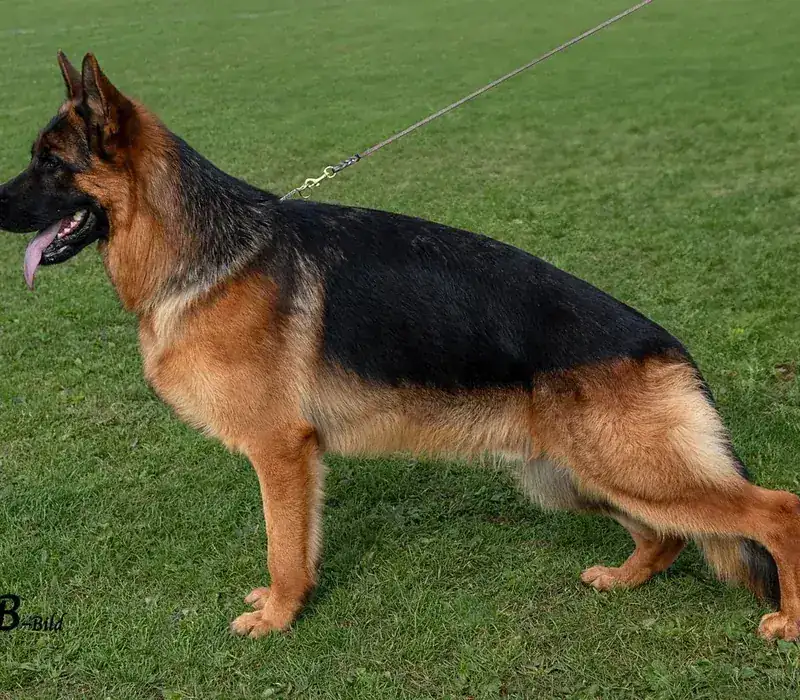 Polly — German Shepherd Guard Dog | Protection Dog For Sale | Falcon K9