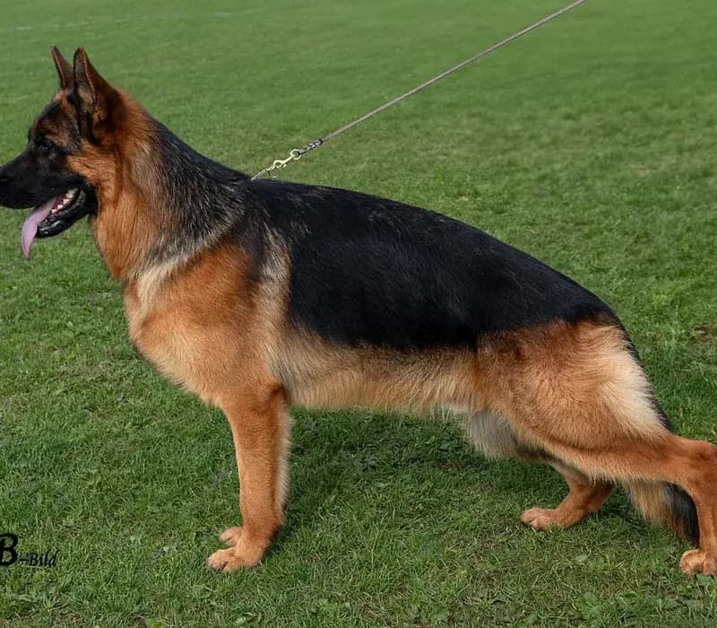 Polly — German Shepherd Guard Dog | Protection Dog For Sale | Falcon K9