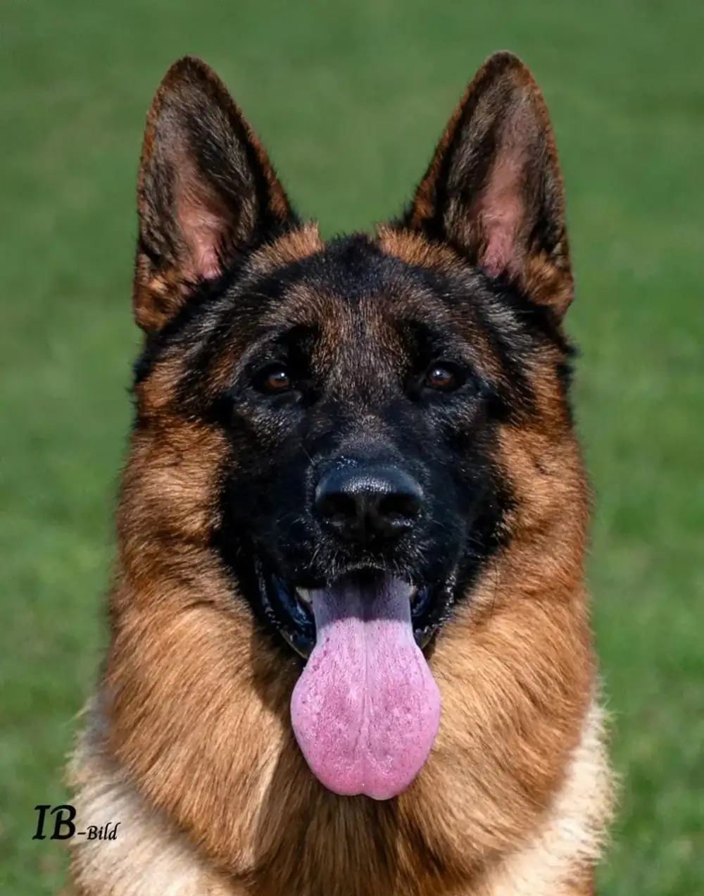 Wothan — Dog Show with Handler