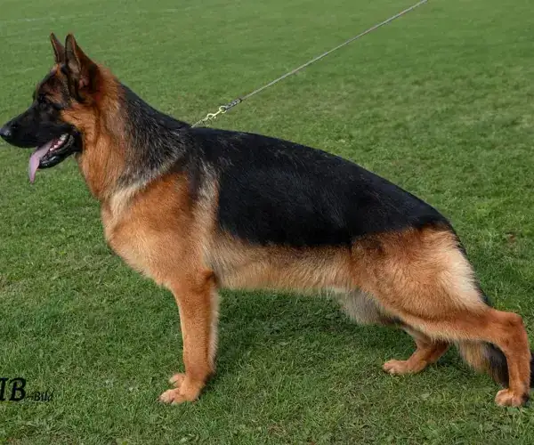 Wothan — trained German Shepherd available for corporate security placement | Falcon K9 Protection