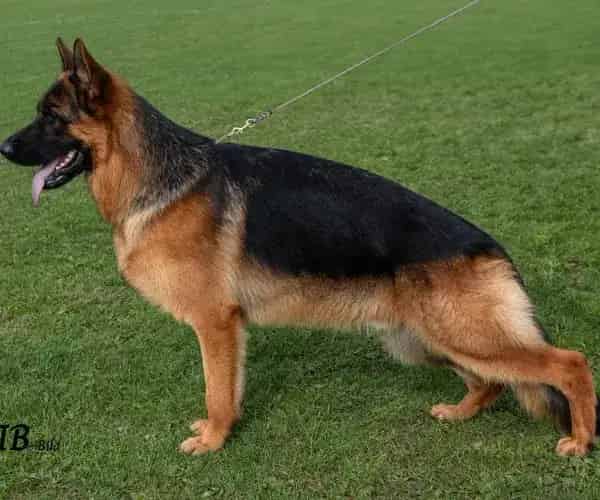 Wothan — German Shepherd Guard Dog | Protection Dog For Sale | Falcon K9 Protection