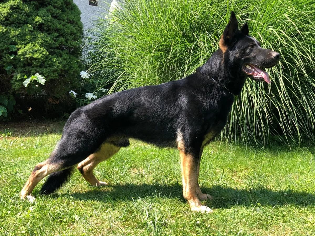 Xenon — Black & Tan German Shepherd Side Profile