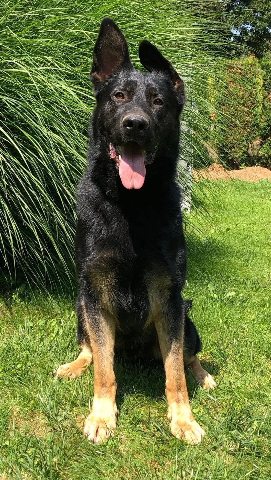 Xenon — Black & Tan German Shepherd Sitting Portrait