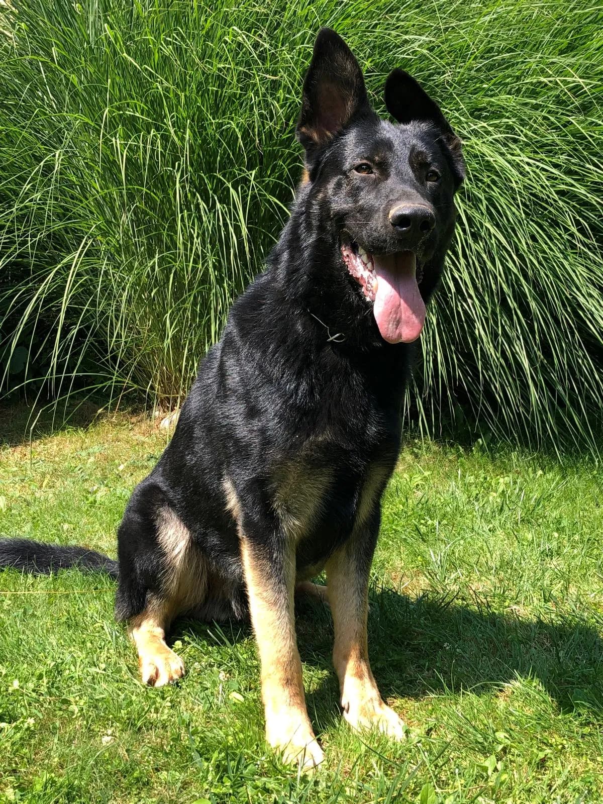 Xenon — Black & Tan German Shepherd Seated Outdoors