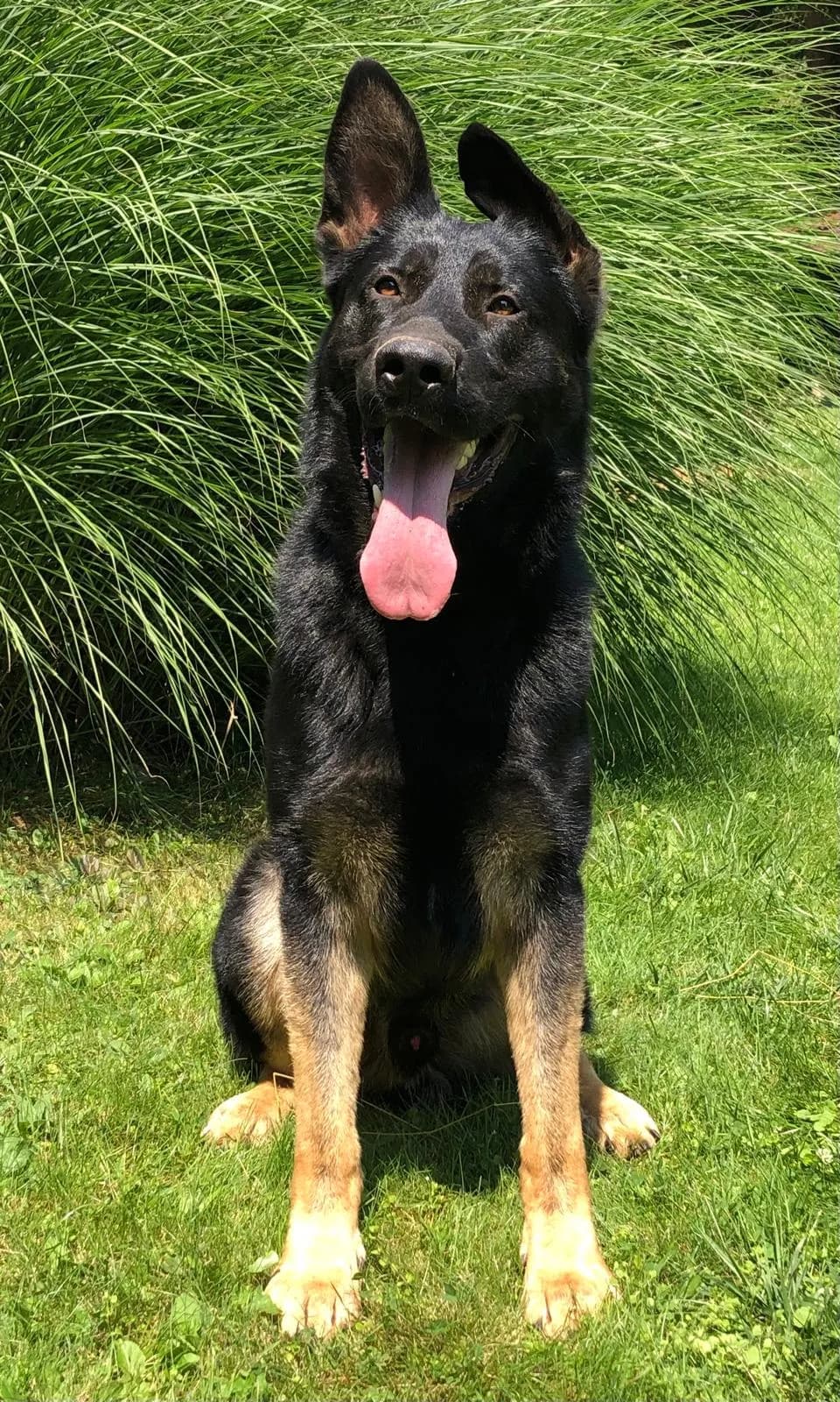 Xenon — German Shepherd Guard Dog | Protection Dog For Sale | Falcon K9