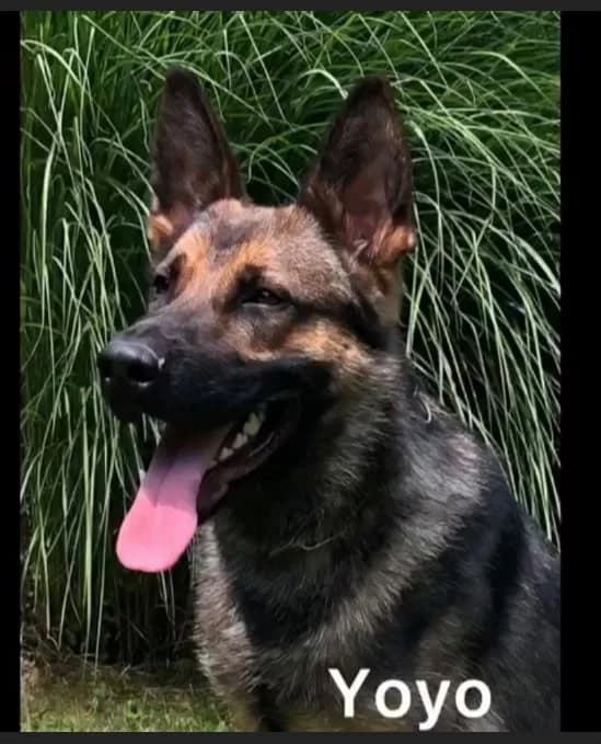 Yoyo — Sable German Shepherd Sitting Portrait