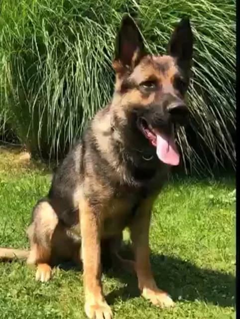 Yoyo — Sable German Shepherd Structure and Movement