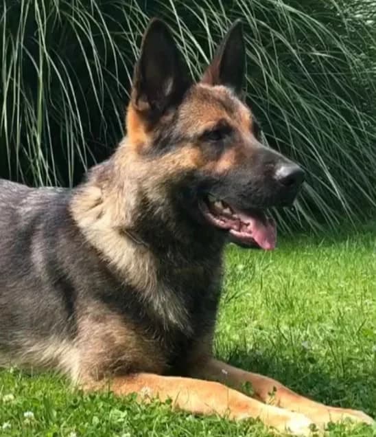 Yoyo — Sable German Shepherd Relaxed in Grass