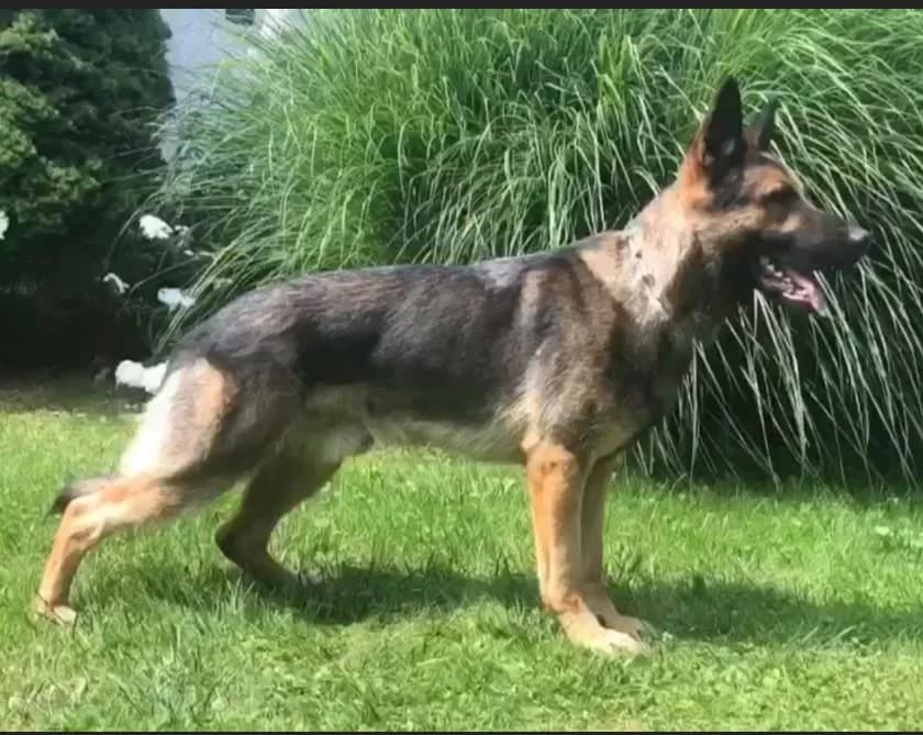 Yoyo — Sable German Shepherd Guard Dog | Protection Dog For Sale | Falcon K9 Protection