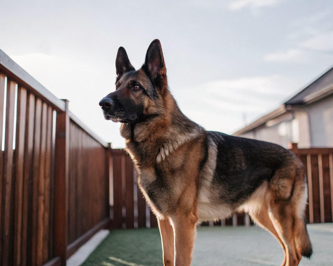 Confident German Shepherd protection dog standing alert in a suburban backyard near a wooden fence