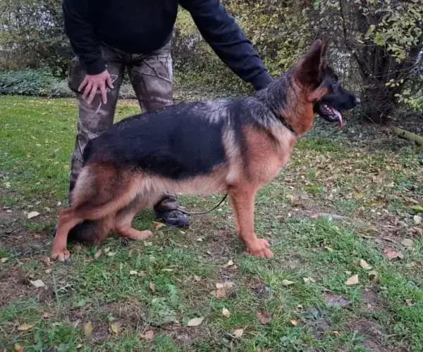 Fee — German Shepherd Guard Dog For Sale | Protective German Shepherd | Falcon K9 Protection