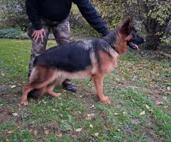 Fee — German Shepherd Guard Dog For Sale | Protective German Shepherd | Falcon K9 Protection