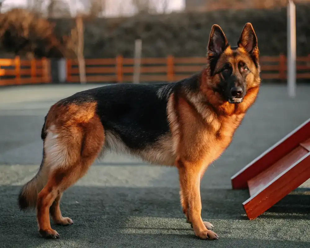 Elite German Shepherd in professional training evaluation